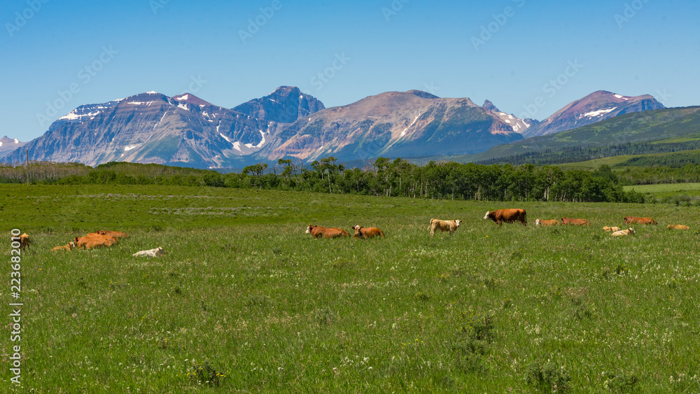 Mountain Pasture