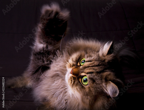 funny cat