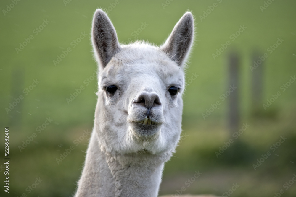 Obraz premium alpaca