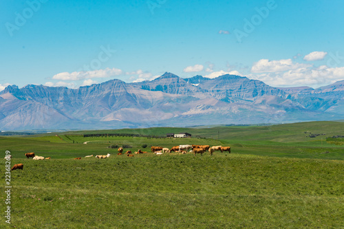 Mountain Pasture © BGSmith