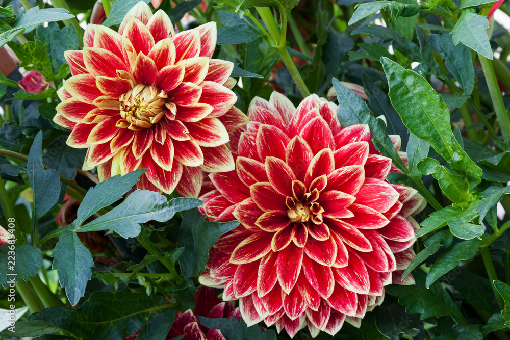 Lush red and yellow Dahlia flowers on a green leaves background Lush red and yellow Dahlia flowers on a green leaves background