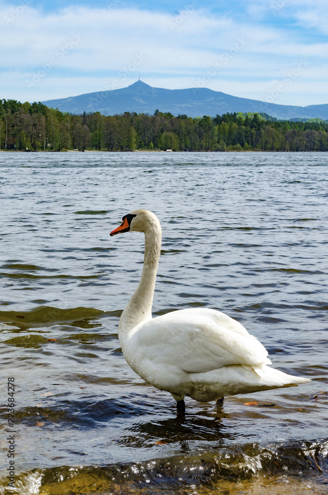 Swan on a beach of Hamer Lake (Hamersky pond) with beautiful view on mount Jested (Liberec region), Northern Bohemia Swan on a beach of Hamer Lake (Hamersky pond) with beautiful view on mount Jested (Liberec region), Northern Bohemia
