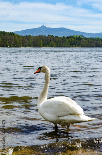 Swan on a beach of Hamer Lake  Hamersky pond  with beautiful view on mount Jested  Liberec region   Northern Bohemia