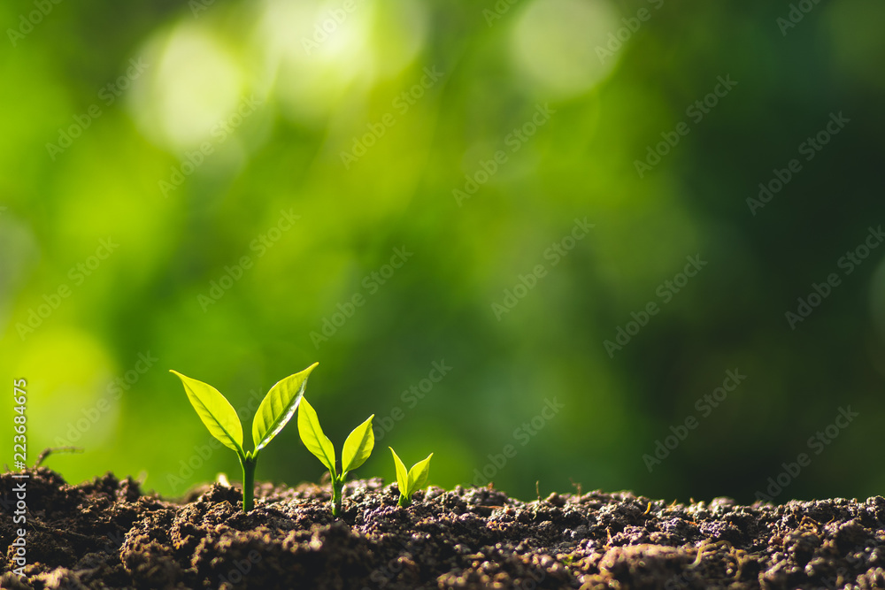 small tree sapling Coffee tree Care by hand Natural evening background
small tree sapling Coffee tree Care by hand Natural evening background