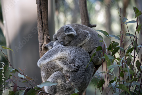 Fototapeta Naklejka Na Ścianę i Meble -  koala with two joeys