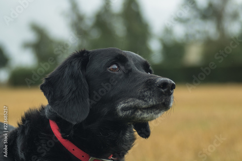 Dog looking up, portrait from the side