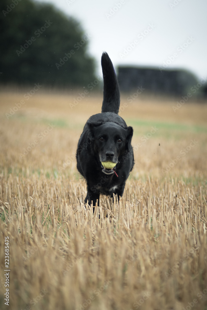dog in field running towards camera with yellow ball in mouth dog in field running towards camera with yellow ball in mouth