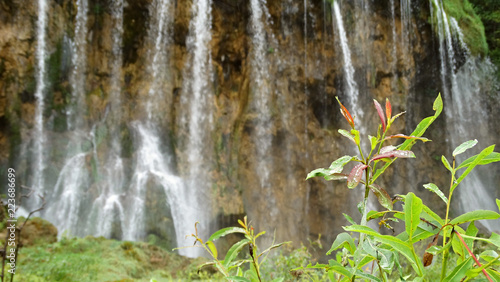 Plant in the background waterfall
