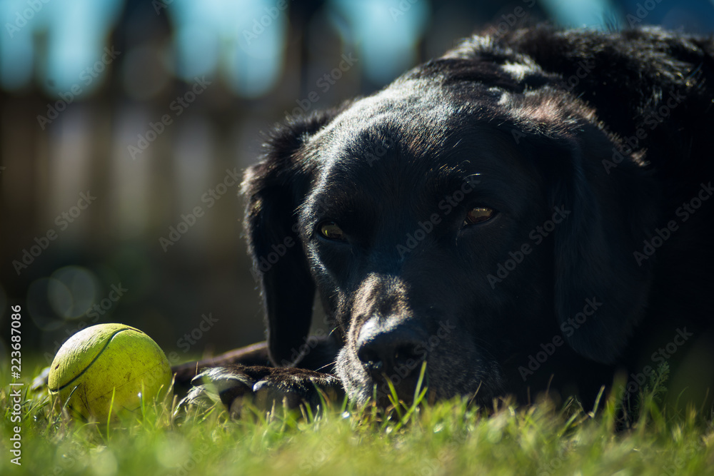 Dowg lying on paws with ball looking at camera Dowg lying on paws with ball looking at camera