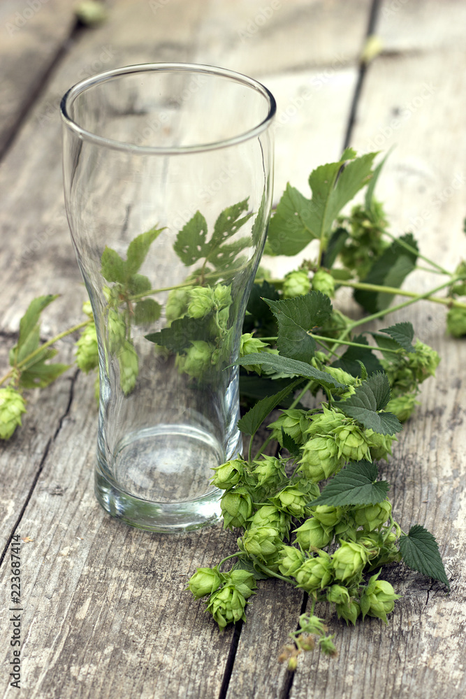empty beer glass with a branch of hops on a wooden texture empty beer glass with a branch of hops on a wooden texture