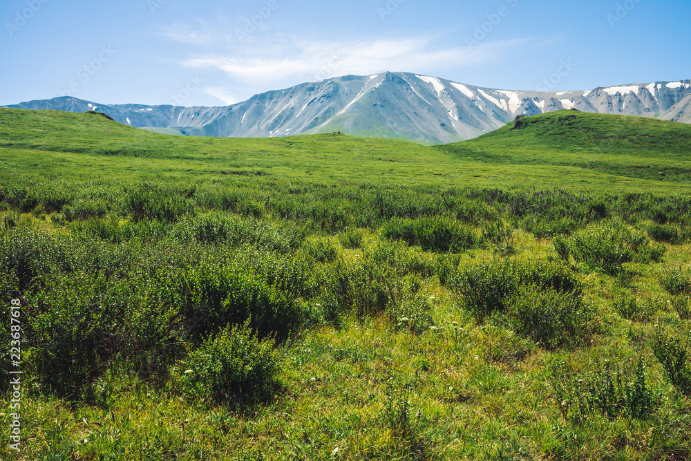 Giant mountains with snow above green valley under clear blue sky. Meadow with rich vegetation of highlands in sunlight. Amazing sunny mountain landscape of majestic nature. Giant mountains with snow above green valley under clear blue sky. Meadow with rich vegetation of highlands in sunlight. Amazing sunny mountain landscape of majestic nature.