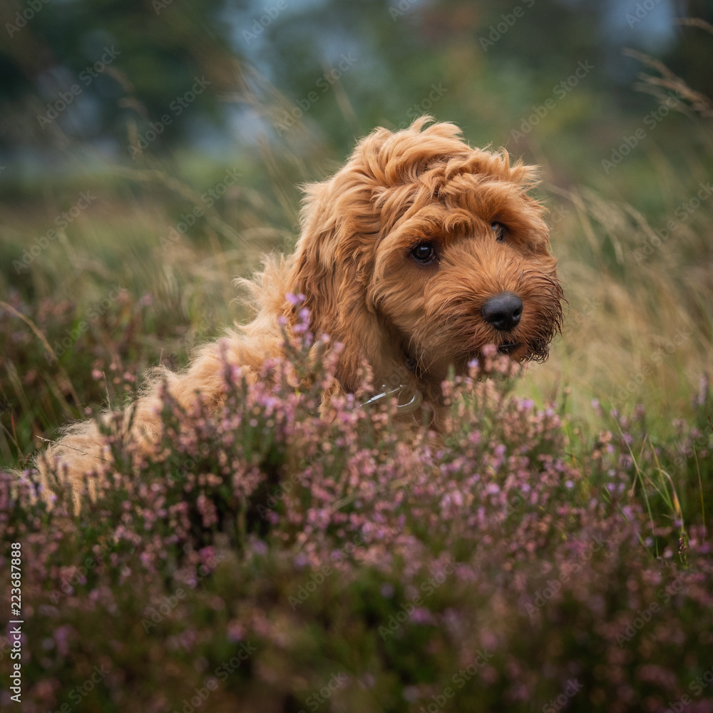 Fototapeta premium A young red Cockapoo puppy