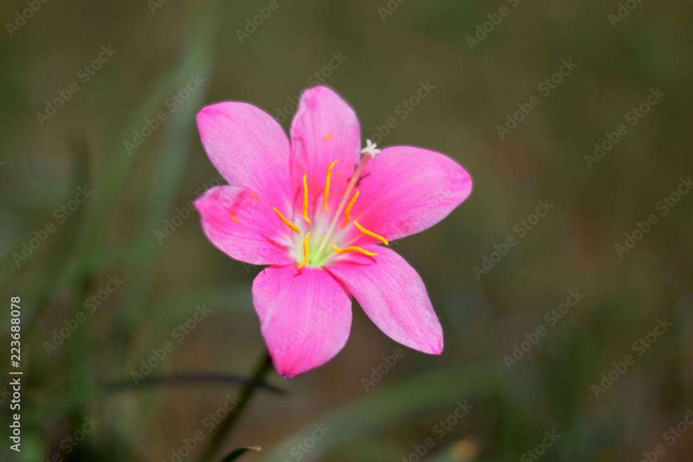 pink flower close up pink flower close up