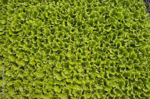 full frame shot of lettuce seedling 