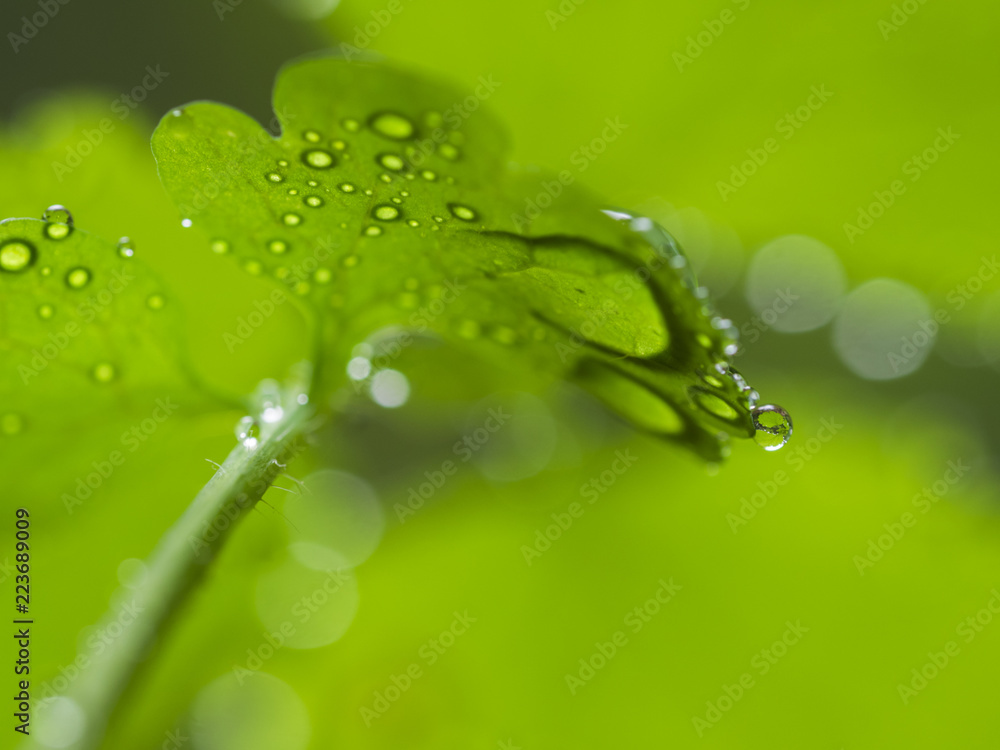 Ein mit Wassertropfen benetztes Blatt von unten Fotografiert. Ein mit Wassertropfen benetztes Blatt von unten Fotografiert.