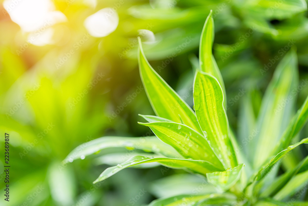 Obraz premium natural green background with selective focus