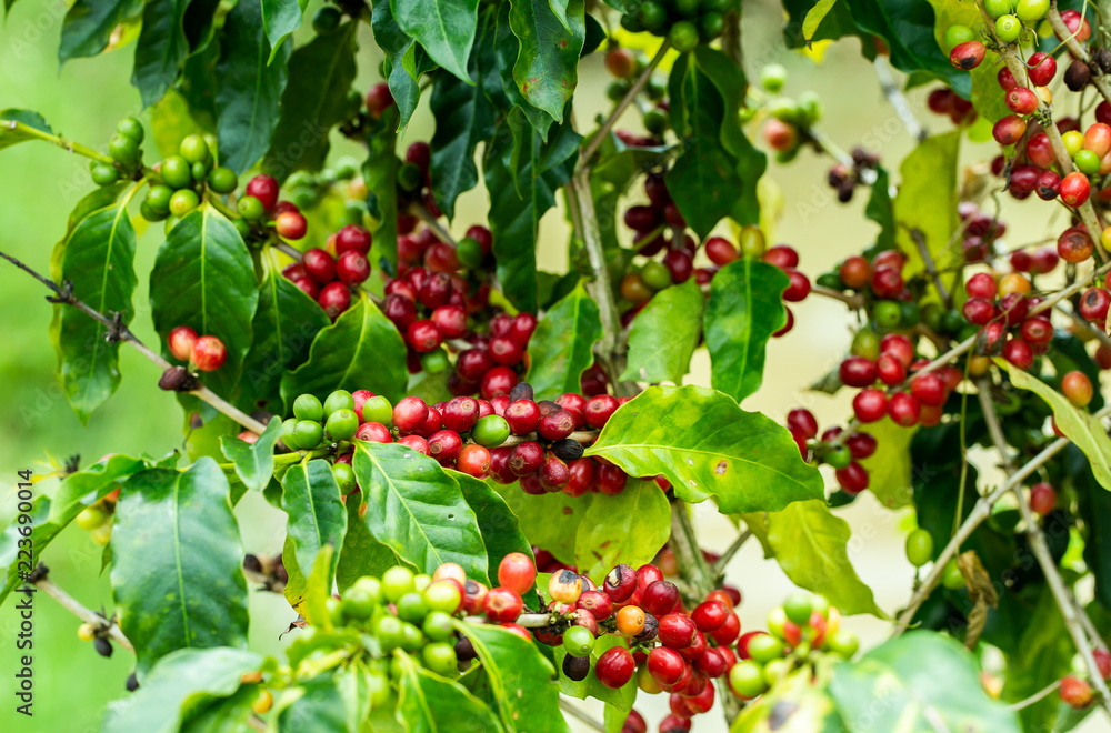 Coffee beans ripening on tree in North of thailand Coffee beans ripening on tree in North of thailand