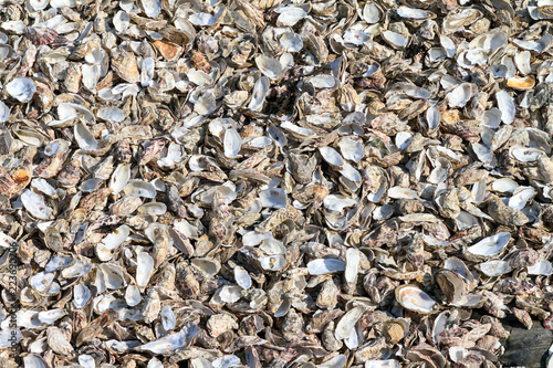 Beautiful view of many empty oyster shells on the beach of Cancale, France