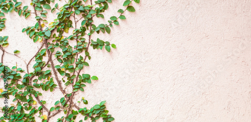 Ivy on the wall, home background