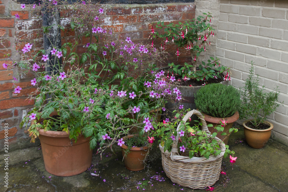 Collection of flowering plants in containers in the courtyard garden.
