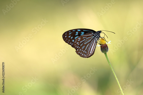Butterfly on the flower of grass
