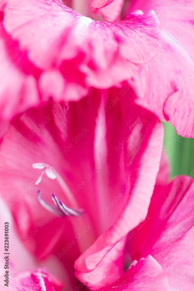Background of mix Gladiolus flowers, macro, close up
