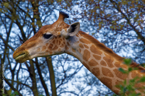 Giraffe (Giraffa camelopardalis) © heitipaves