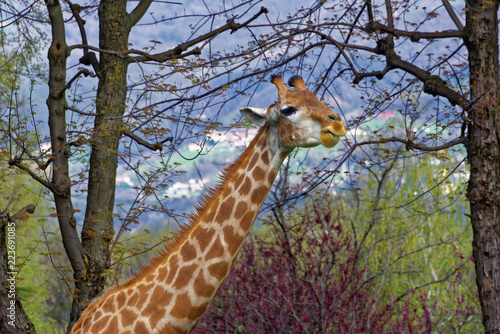 Fotografie Giraffe (Giraffa camelopardalis)