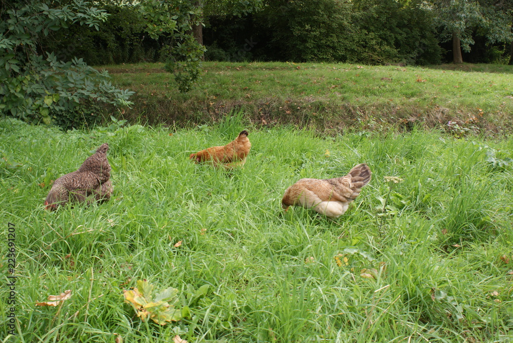 Obraz premium chickens