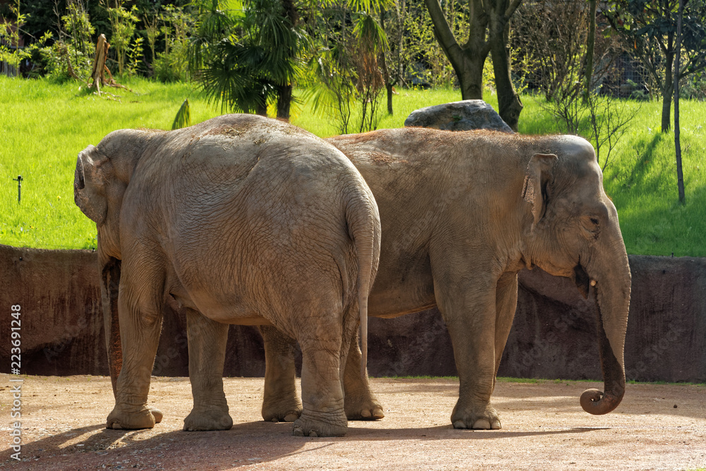Fototapeta premium Asian elephants