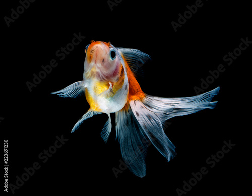 goldfish isolated on a dark black background