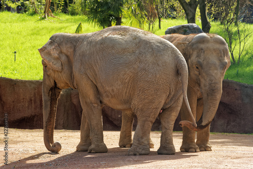 Photography Asian elephants