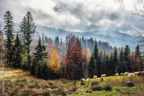 Jesień w Polskich górach i pasące się owce. Pochmurne, mistyczne niebo i mgły. Na drzewach kolorowe liście. Piękna jesienna , malownicza tapeta.