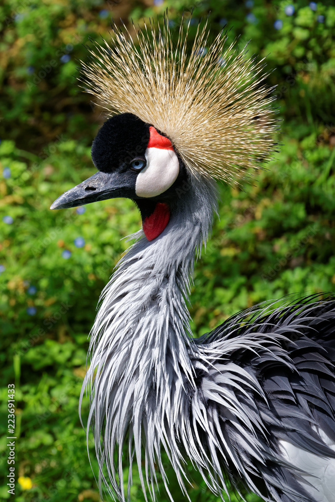 Fototapeta premium Grey crowned crane