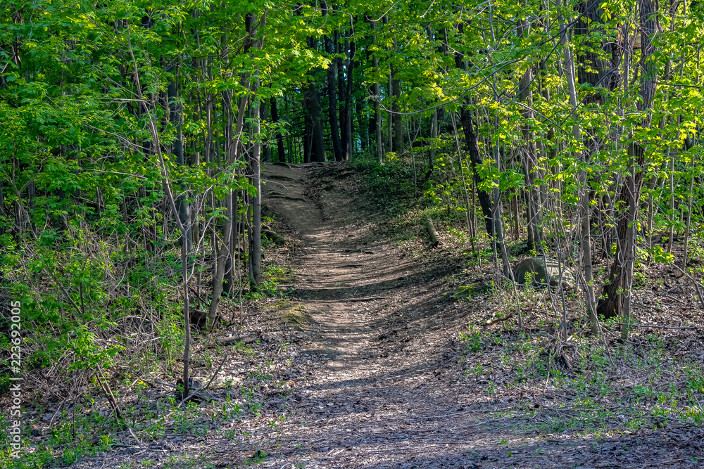 Looking at a pathway leading into a forest up a hill in spring.