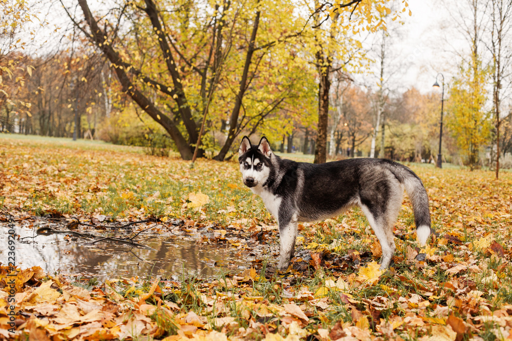 Funny dog husky walking outdoor in the autumn park