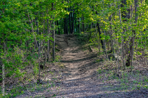 Obraz na płótnie Looking at a pathway leading into a forest up a hill in spring. w salonie