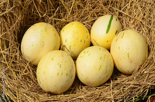 Pile of cantaloupe on straw which look like dinosaur egg