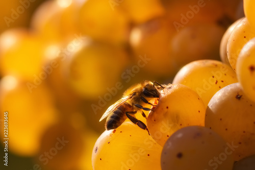 Honey bee feeding on golden grapes