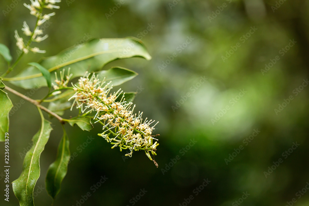 Macadamia fruits on the tree Macadamia fruits on the tree