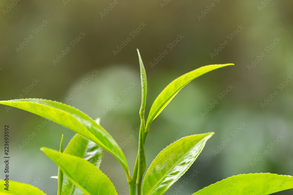 closeup fresh green tea leaves. closeup fresh green tea leaves.