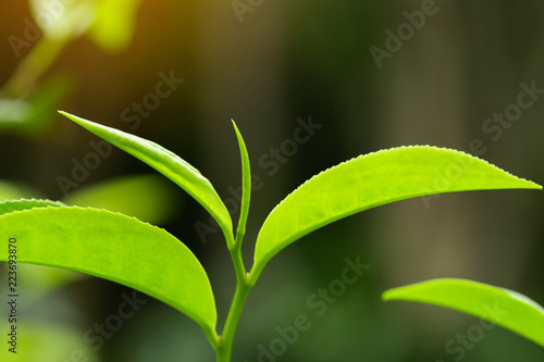 closeup fresh green tea leaves.