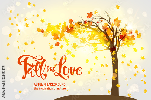 Maple fall tree