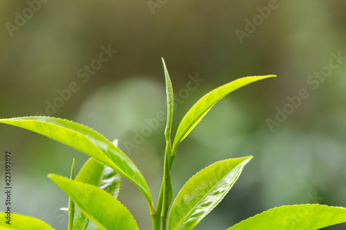 closeup fresh green tea leaves.