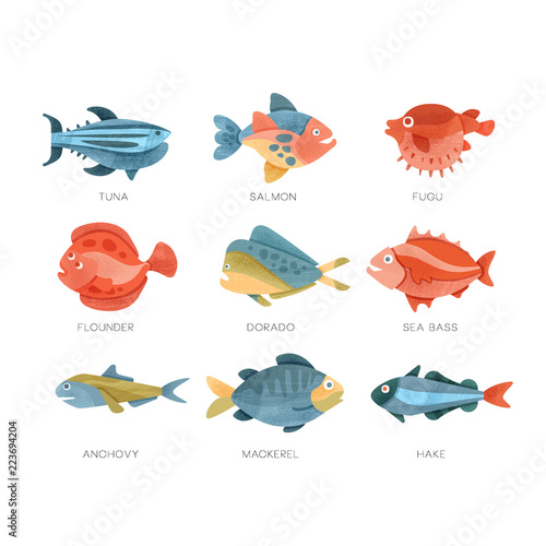 Sea fish set, tuna, salmon, fugu, flounder, dorado, sea bass, anchovy, mackerel, hake vector Illustrations on a white background