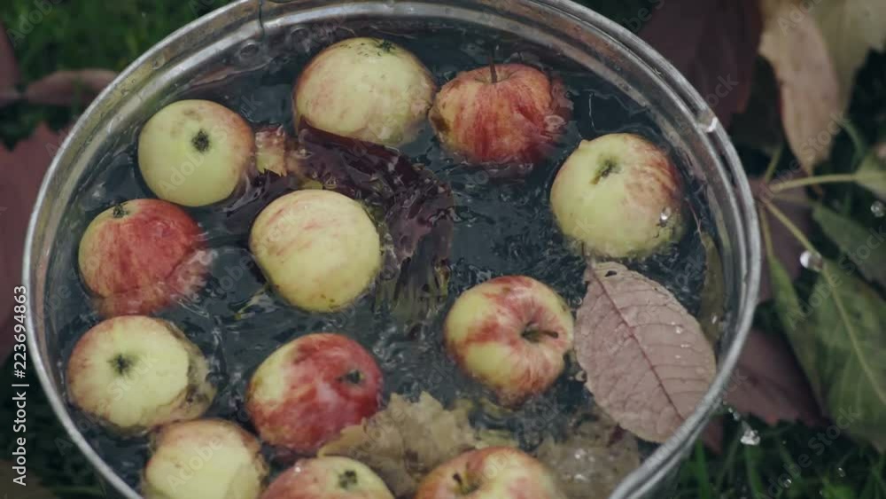 Red ripe apples in a bucket full of water Red ripe apples in a bucket full of water