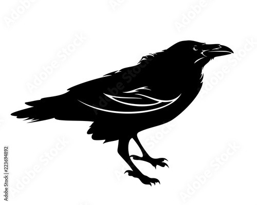standing raven bird black and white vector outline