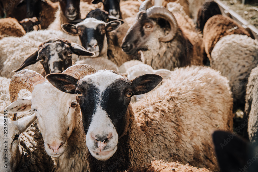 close up portrait of adorable brown sheep grazing in corral at farm close up portrait of adorable brown sheep grazing in corral at farm