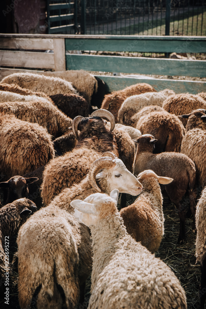 high angle view of herd of adorable brown sheep grazing in corral at farm high angle view of herd of adorable brown sheep grazing in corral at farm