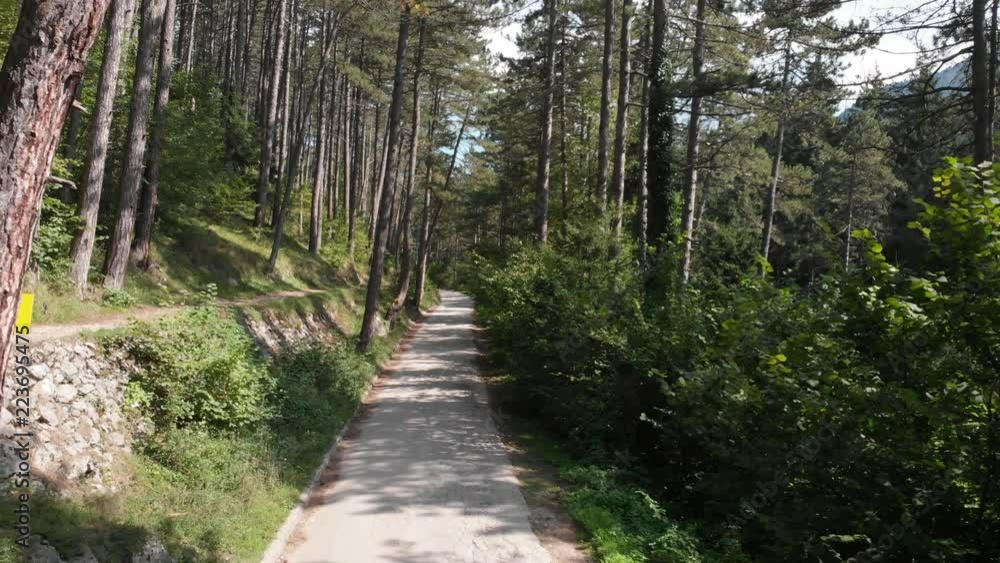 road between the forest road between the forest